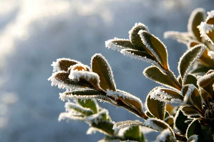 Lire la suite à propos de l’article Dommages hivernaux à feuilles persistantes : que faire en cas de blessures causées par le froid chez les plantes à feuilles persistantes