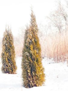 Lire la suite à propos de l’article Arbres d'hiver colorés : profiter de la couleur des conifères en hiver