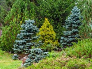 Lire la suite à propos de l’article Que sont les conifères : cultiver des conifères dans le paysage du jardin