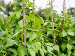 Lire la suite à propos de l’article Pincement des haricots verts : pourquoi pincez-vous les pointes des haricots ?