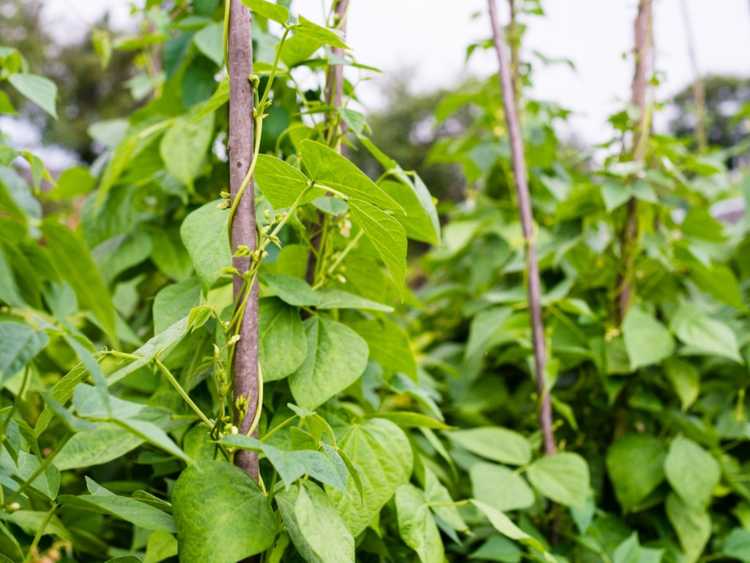 You are currently viewing Pincement des haricots verts : pourquoi pincez-vous les pointes des haricots ?