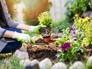 Lire la suite à propos de l’article Transplantation de semis et de plantes à l'extérieur