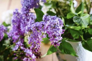 Lire la suite à propos de l’article Lilas cultivés en pot : apprenez à faire pousser du lilas dans un pot