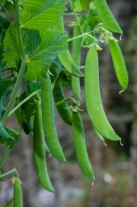 Lire la suite à propos de l’article Pois de jardin cultivés en pot : comment faire pousser des pois dans un récipient