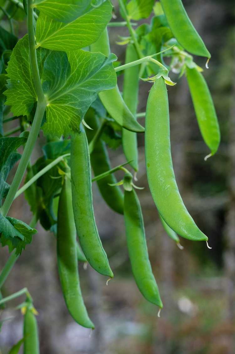 You are currently viewing Pois de jardin cultivés en pot : comment faire pousser des pois dans un récipient