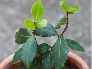 Lire la suite à propos de l’article Laurier dans un conteneur – Prendre soin des arbres de laurier cultivés en conteneurs