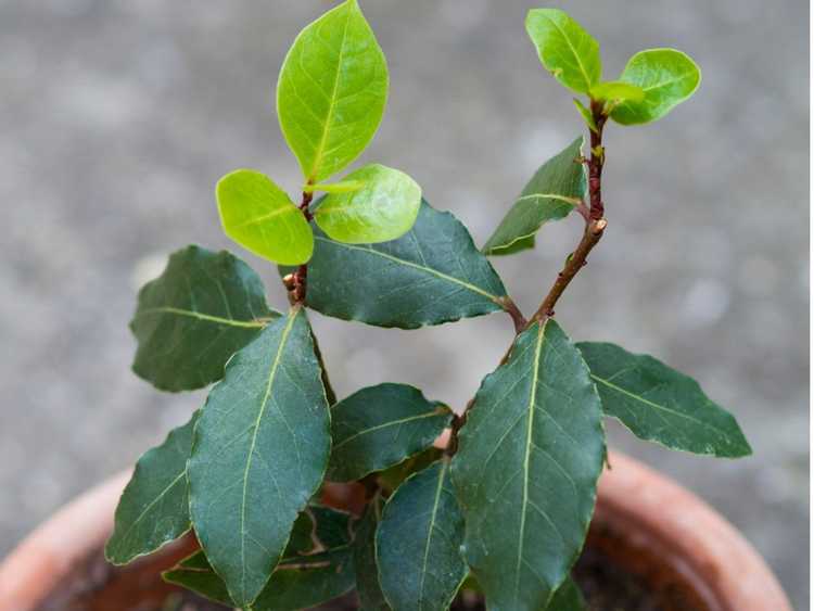 You are currently viewing Laurier dans un conteneur – Prendre soin des arbres de laurier cultivés en conteneurs