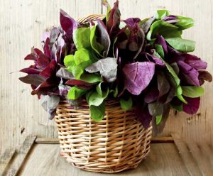 Lire la suite à propos de l’article Cultiver de l'orach en pots: soin des épinards des montagnes d'Orach dans des conteneurs