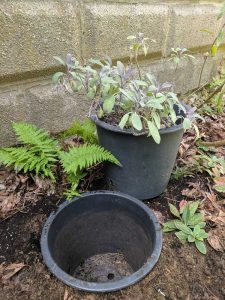 Lire la suite à propos de l’article Planter des pots en pots : jardiner avec la méthode Pot-In-A-Pot