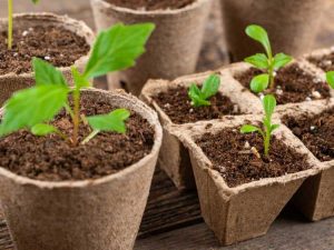 Lire la suite à propos de l’article Que sont les contenants à planter : jardiner avec des contenants à plantes biodégradables