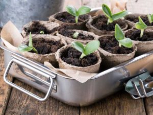 Lire la suite à propos de l’article Heures de démarrage des semences : quand démarrer les semences pour votre jardin