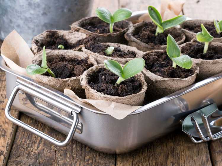 You are currently viewing Heures de démarrage des semences : quand démarrer les semences pour votre jardin