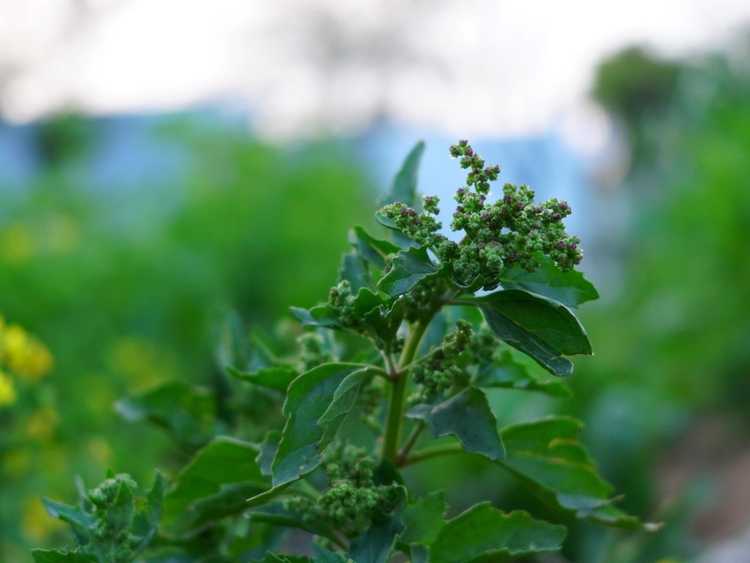 You are currently viewing Contrôle des mauvaises herbes de la chénopode à feuilles d'ortie : Comment se débarrasser de la chénopode à feuilles d'ortie