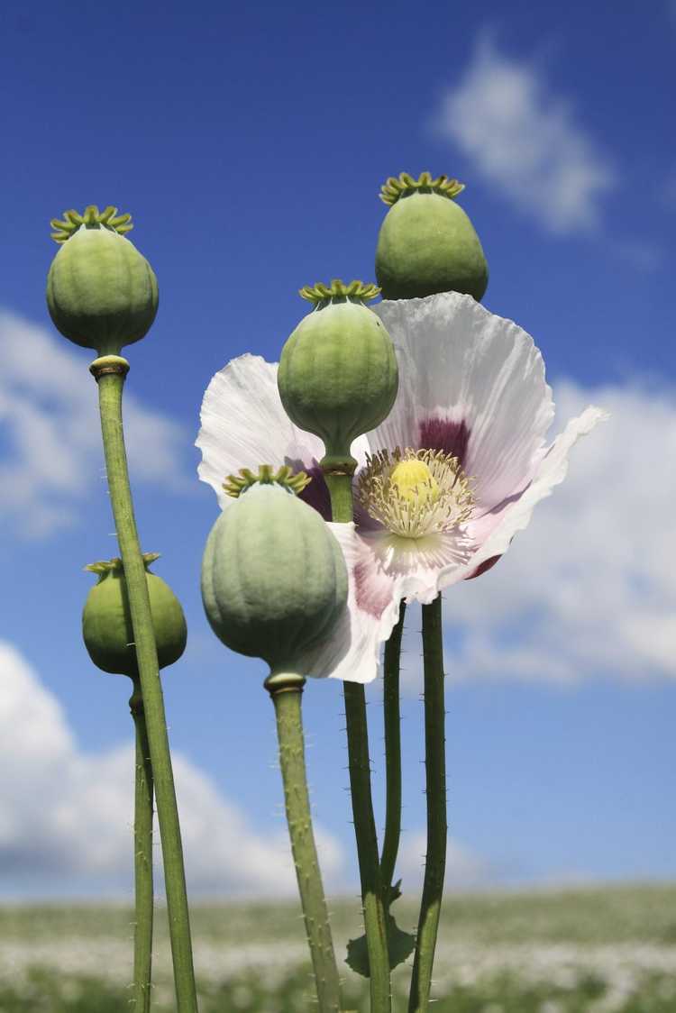 You are currently viewing Lois sur le pavot à opium – Faits intéressants sur les pavots à opium