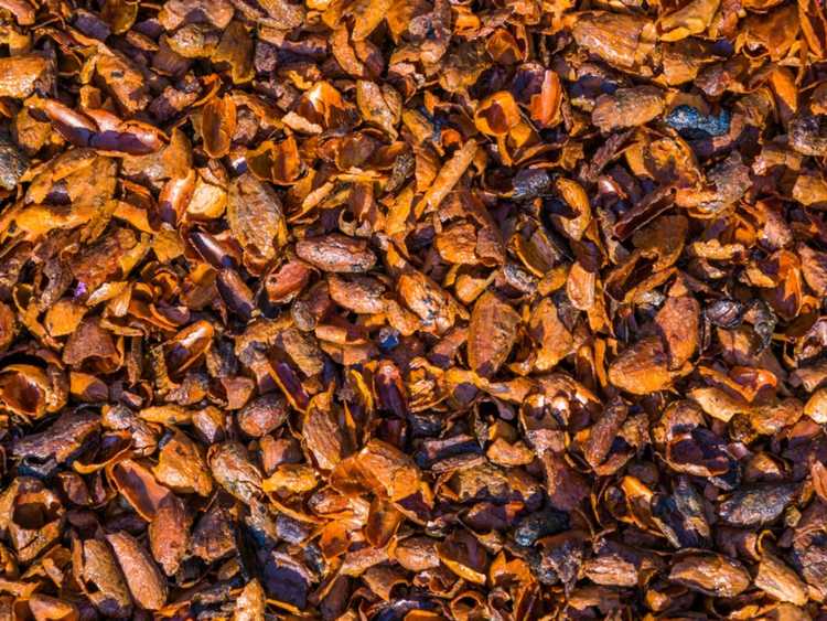 Lire la suite à propos de l’article Paillis de coques de cacao : conseils pour utiliser les coques de cacao dans le jardin