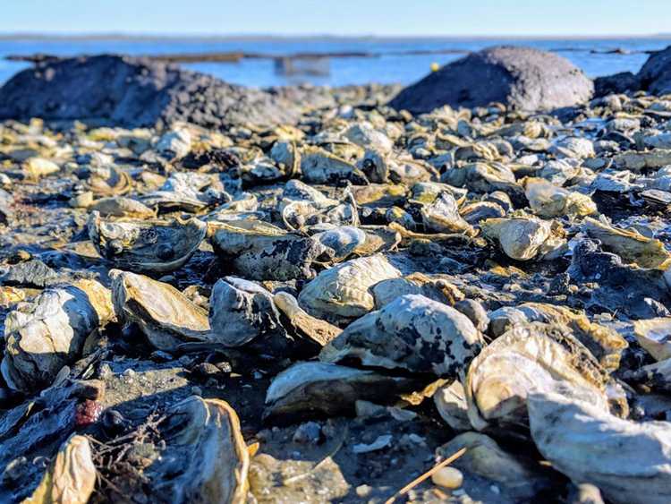 You are currently viewing Paillage avec des coquilles d'huîtres : comment les coquilles d'huîtres broyées aident les plantes