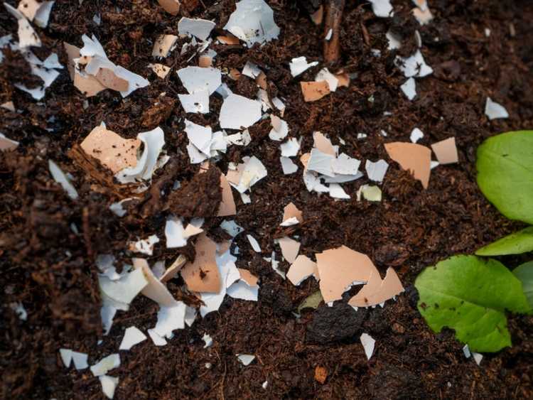 Lire la suite à propos de l’article Coquilles d'œufs dans le jardin : utiliser des coquilles d'œufs dans le sol, le compost et comme lutte antiparasitaire