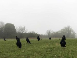 Lire la suite à propos de l’article Dommages causés aux pelouses par les corbeaux – Pourquoi les corbeaux creusent-ils dans l'herbe