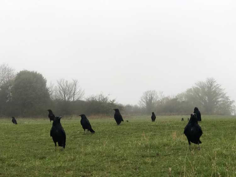 You are currently viewing Dommages causés aux pelouses par les corbeaux – Pourquoi les corbeaux creusent-ils dans l'herbe