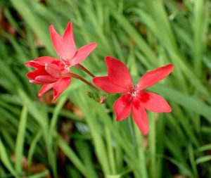 Lire la suite à propos de l’article Entretien des plantes de faux freesia – Informations sur la plantation de faux cormes de freesia