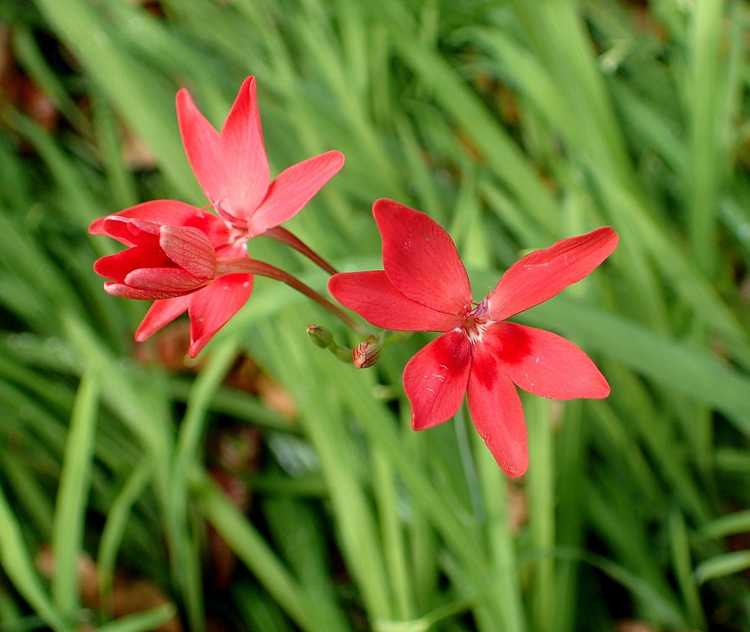 You are currently viewing Entretien des plantes de faux freesia – Informations sur la plantation de faux cormes de freesia