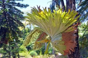 Lire la suite à propos de l’article Soins extérieurs de Staghorn Fern – Cultiver une fougère Staghorn dans le jardin