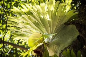 Lire la suite à propos de l’article Poussière sur une fougère Staghorn – Les fougères Staghorn doivent-elles être nettoyées