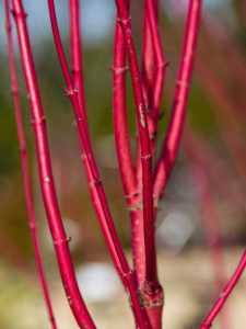 Lire la suite à propos de l’article Entretien du cornouiller à brindilles rouges : conseils pour faire pousser un cornouiller à brindilles rouges