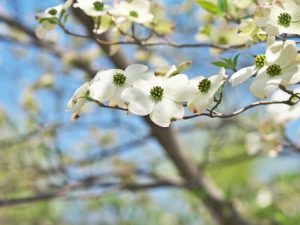 Lire la suite à propos de l’article Problèmes de cornouiller en fleurs : pourquoi mon cornouiller dégouline-t-il d'eau ou de sève