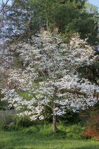 Lire la suite à propos de l’article Engrais pour cornouillers: comment et quand nourrir les cornouillers