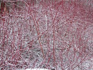 Lire la suite à propos de l’article Variétés de cornouiller d'hiver : quels sont les bons cornouillers qui se démarquent dans la neige