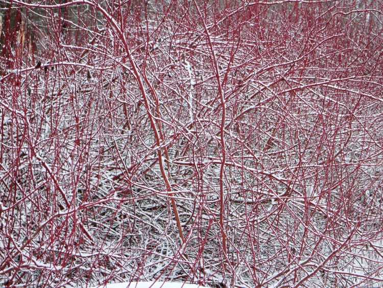 You are currently viewing Variétés de cornouiller d'hiver : quels sont les bons cornouillers qui se démarquent dans la neige