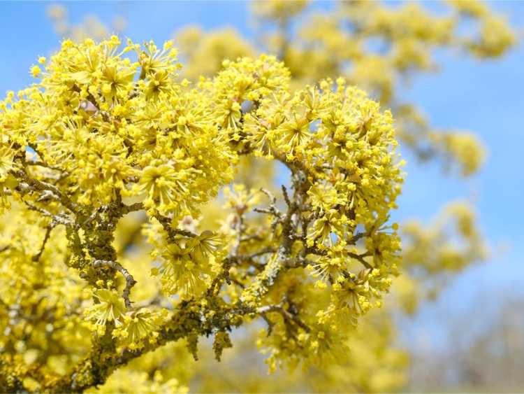 Lire la suite à propos de l’article 5 arbres à fleurs résistants à la sécheresse pour des paysages respectueux de l'eau