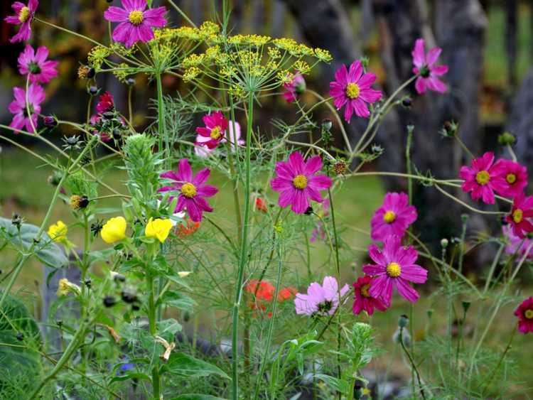 You are currently viewing Plantes compagnes pour Cosmos – En savoir plus sur les plantes compagnes de Cosmos