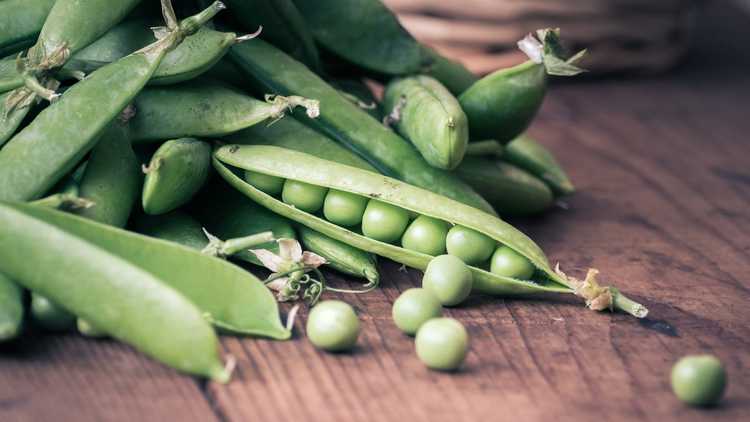 You are currently viewing Culture de pois survivants – Cultiver des pois survivants dans le jardin