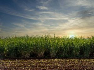 Lire la suite à propos de l’article Entretien de la canne à sucre – Informations sur les plantes de canne à sucre et conseils de culture