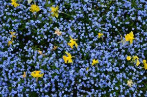 Lire la suite à propos de l’article Jardiner avec la couleur : découvrez comment utiliser la couleur dans le jardin