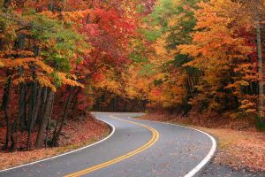 Lire la suite à propos de l’article Cycle de vie des feuilles d'automne : pourquoi les feuilles changent-elles de couleur en automne