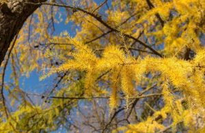 Lire la suite à propos de l’article Les plantes de conifères changent-elles de couleur – En savoir plus sur le changement de couleur des conifères