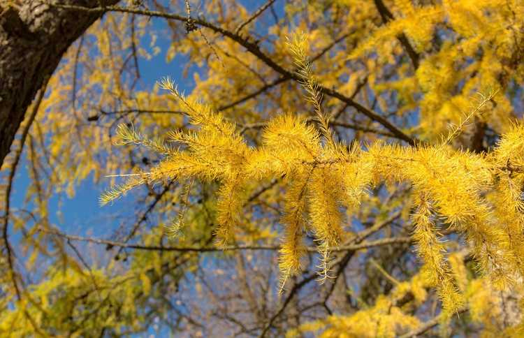 You are currently viewing Les plantes de conifères changent-elles de couleur – En savoir plus sur le changement de couleur des conifères