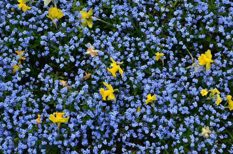 You are currently viewing Jardiner avec la couleur : découvrez comment utiliser la couleur dans le jardin