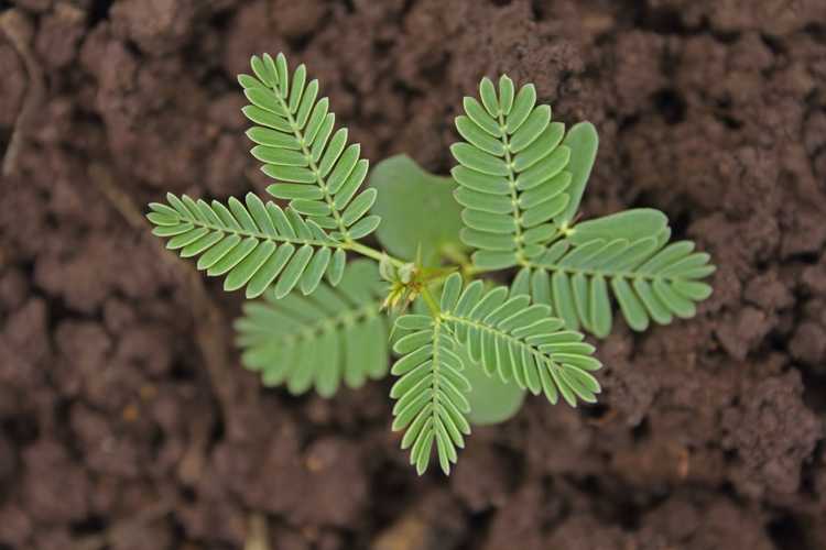 You are currently viewing Propagation des boutures d'acacia – Apprenez à enraciner des boutures d'acacia