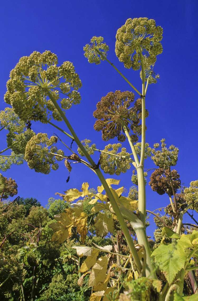 You are currently viewing Conseils sur la récolte de l'angélique : comment tailler les herbes d'angélique