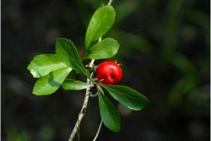 Lire la suite à propos de l’article Propagation par boutures de Mayhaw : propagation de Mayhaw avec des boutures