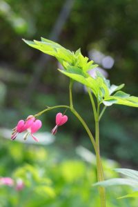 Lire la suite à propos de l’article Prendre des boutures d'un cœur qui saigne – Comment enraciner une bouture de cœur qui saigne