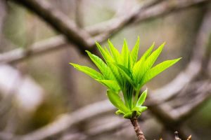 Lire la suite à propos de l’article Propagation des boutures de marronnier d'Inde – Les marrons d'Inde pousseront-ils à partir de boutures