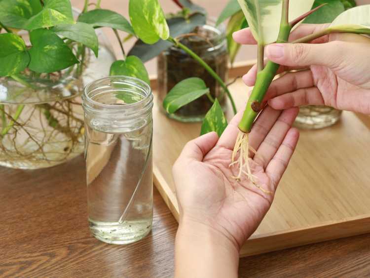 You are currently viewing Utiliser des boutures et des boutures de feuilles pour propager vos plantes d'intérieur