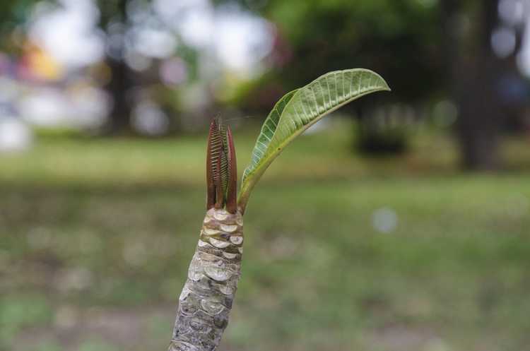 Lire la suite à propos de l’article Propagation de boutures de Plumeria – Comment faire pousser des boutures de Plumeria