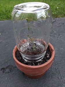 Lire la suite à propos de l’article Serre Mason Jar : Comment enraciner une bouture de rose sous un pot