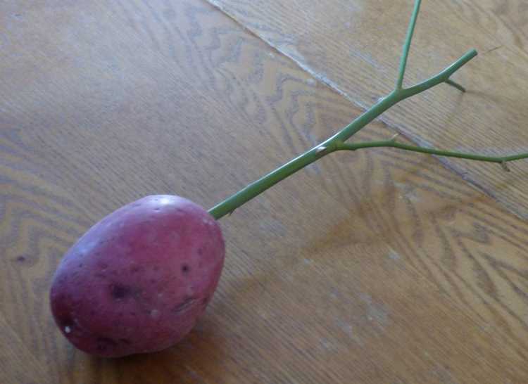 You are currently viewing Enracinement de boutures de roses : pouvez-vous faire pousser des boutures de roses dans une pomme de terre